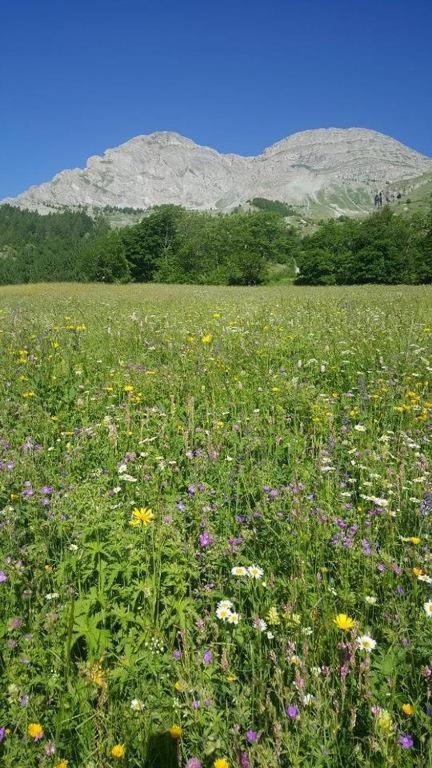 Chalet Miel De La Cayolle-Estenc Entraunes Dış mekan fotoğraf